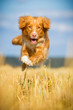 Nova Scotia Duck Tolling Retriever in Bewegung