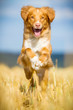 Nova Scotia Duck Tolling Retriever