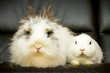 Kaninchen