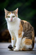 Katze