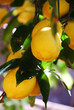 limoni