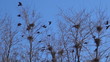 Flying Crows Nestling Nests, Ravens in Flight