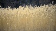 Video: Reed in swamp Reed in swamp