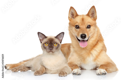 Photo: Happy dog and cat together Happy dog and cat together