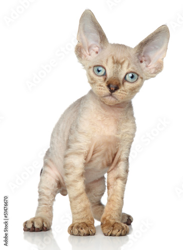 Photo: Devon rex kitten on white background Devon rex kitten on white background