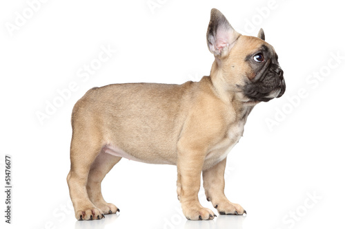 Photo: French bulldog puppy French bulldog puppy