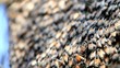 Video: close up of honey bees in a swarm make a hive background. close up of honey bees in a swarm make a hive background.