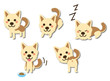 犬　顔　いろいろな表情