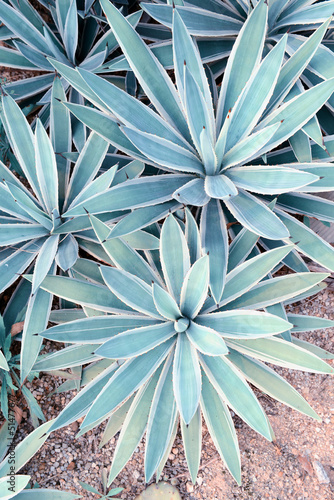 Photo: Sharp pointed agave plant leaves Sharp pointed agave plant leaves