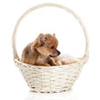 chihuahua in the basket.