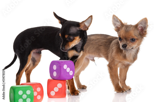 Photo: Chihuahua , 5 months old. chihuahua dog with dice isolated on w Chihuahua , 5 months old. chihuahua dog with dice isolated on w