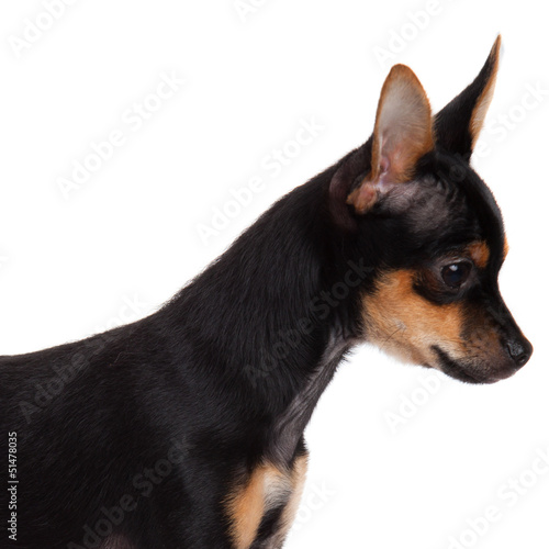 Photo: Chihuahua , 5 months old. chihuahua dog isolated on white backgr Chihuahua , 5 months old. chihuahua dog isolated on white backgr