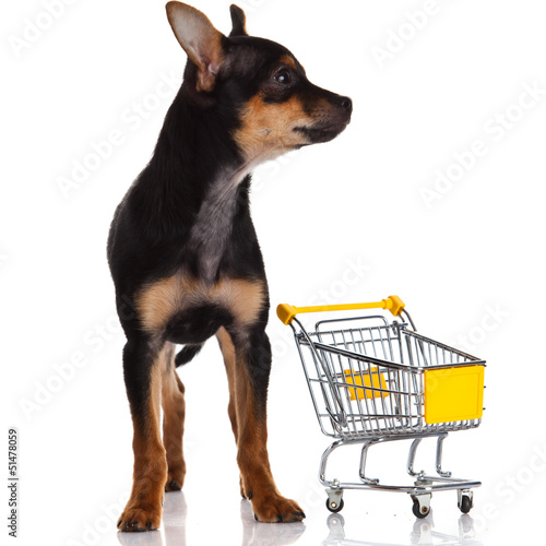 Photo: Chihuahua dog with shopping cart Chihuahua dog with shopping cart