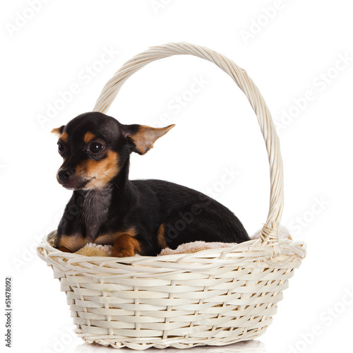 Photo: chihuahua in the basket. chihuahua in the basket.