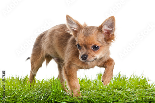 Photo: Chihuahua , 5 months old. chihuahua dog isolated on white backgr Chihuahua , 5 months old. chihuahua dog isolated on white backgr