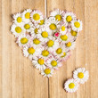 Gänseblümchen (Bellis perennis) Herz aus Blüten auf  Holz