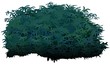 Vektor: Shrub - Cartoon Plant Shrub - Cartoon Plant
