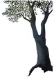 Tree - Deciduous Tree