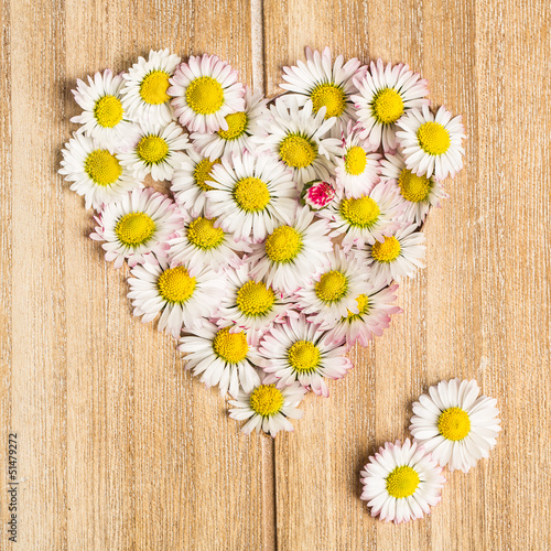 Photo: Gänseblümchen (Bellis perennis) Herz aus Blüten auf Holz Gänseblümchen (Bellis perennis) Herz aus Blüten auf Holz