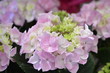 hortensia
