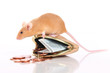 Farbmaus sitzt auf Geldbörse - mouse sitting on purse