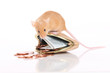 Farbmaus sitzt auf Geldbörse - mouse sitting on purse