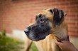 Great dane against brick wall looking left