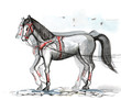 horse