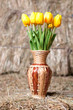 Yellow tulips in a wicker vase on background of hay.