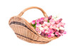 Tulips in the basket on a white background.