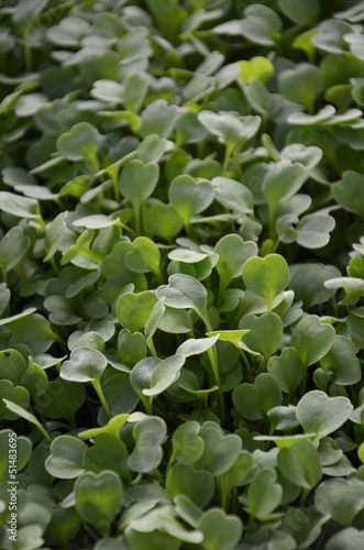 Photo: Rucola Rucola