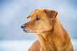 Mischling im Portrait, Schnee