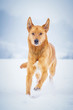 Mischlingshund im Schnee