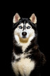 Husky im Studio