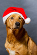 Weihnachtshund