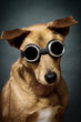 Mischlingshund im Studio