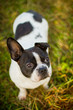 Französische Bulldogge