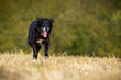 Hütehundmischling