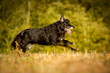 Hütehund in Bewegung