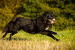 Hütehund in Bewegung