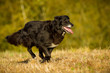 Hütehund in Bewegung