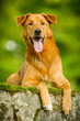 Mischling im Portrait