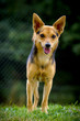 Mischlingshund