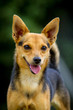 Mischling im Portrait
