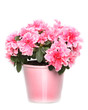 Fresh blooming pink azalea in  pot on white background
