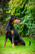 Dobermann Hündin, unkupiert