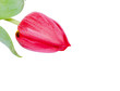 Rote Tulpe