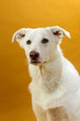 Mischling im Portrait