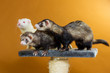 3 Frettchen