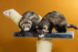 3 Frettchen